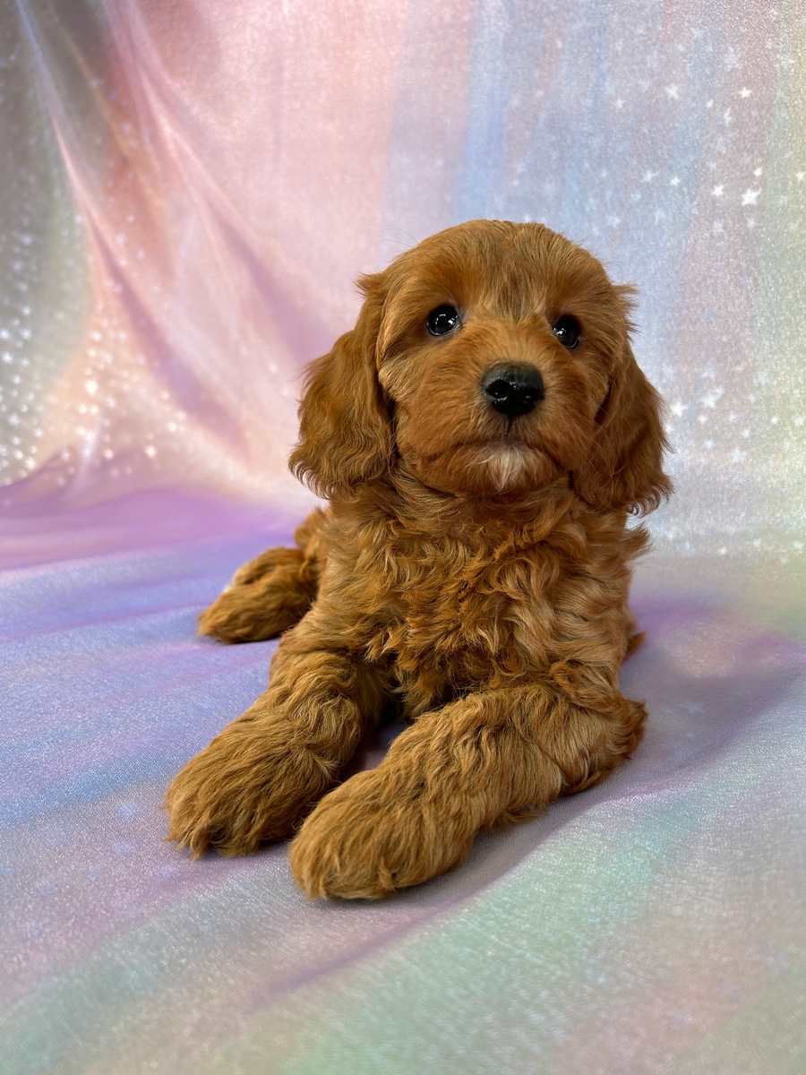 Female Miniature Goldendoodle Puppy DOB 9-2-2024